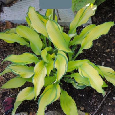 Hosta 'Ripple Effect'